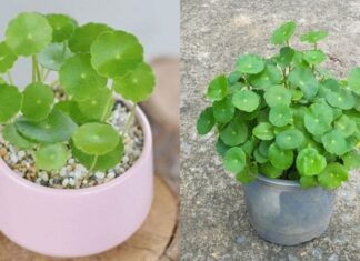 “The Charming Trio: Miniature Grass-like Plants”