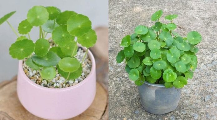 “The Charming Trio: Miniature Grass-like Plants”