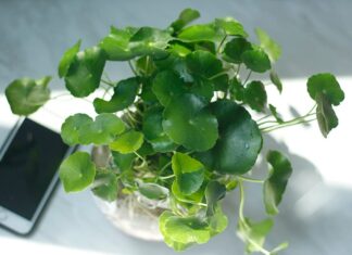 “The Four Lucky Plants: Blooming Fortune, Career Success, and a Harmonious Family”