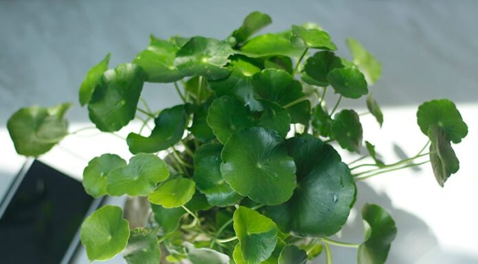 “The Four Lucky Plants: Blooming Fortune, Career Success, and a Harmonious Family”