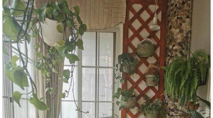 The Millennial Wife Builds a Fish Pond on Her Balcony, Her Husband is Captivated by the Ever-Changing Scenery.