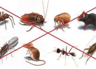 The Ultimate Insect Exterminator: A Natural, DIY Blend That’s Safe and Effective