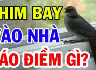 The Three Money-Magnet Creatures: Inviting Wealth into Your Home