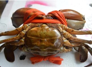 The Ultimate Guide to Picking Meaty Crabs and Crabs: A Surefire 10 out of 10 Method