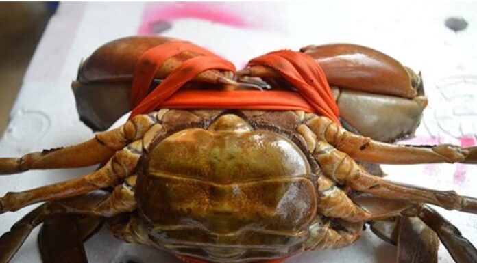 The Ultimate Guide to Picking Meaty Crabs and Crabs: A Surefire 10 out of 10 Method