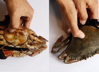 The Ultimate Guide to Choosing Delicious, Meaty, and Egg-Filled Crabs: A Seafood Connoisseur’s Dream