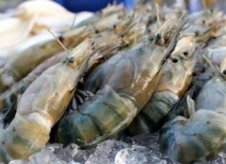 “The Ultimate Guide to Buying Shrimp: Four Types to Avoid at All Costs”