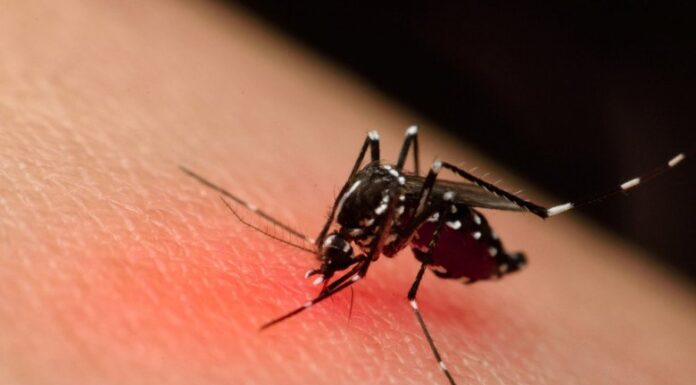 The Easiest Way to Get Rid of Mosquitoes: A Can of Soda Does the Trick!