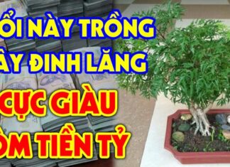 Attract Wealth and Prosperity: The Ideal Placement of the Vietnamese Mint to Invite Fortune