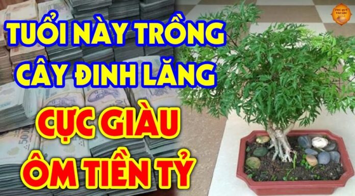 Attract Wealth and Prosperity: The Ideal Placement of the Vietnamese Mint to Invite Fortune