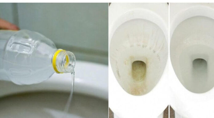 The Magic Potion for Your Toilet: A Vinegar Flush to Save Your Wallet and Wow Your Family