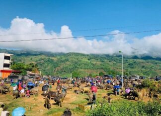 The Captivating Cattle Trade: Unveiling the Unique Marketplace in Vietnam’s Northwest
A glimpse into a vibrant and distinctive trading arena, where the focus isn’t solely on successful transactions but also on a captivating cultural experience.