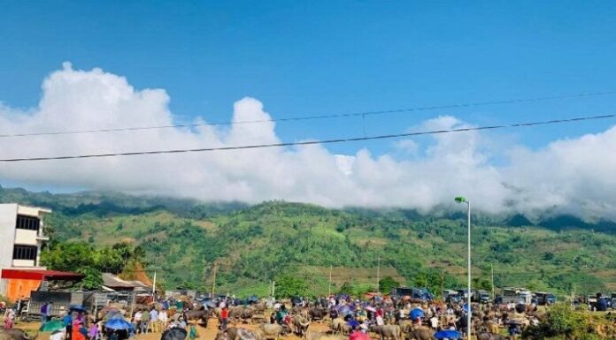 The Captivating Cattle Trade: Unveiling the Unique Marketplace in Vietnam’s Northwest
A glimpse into a vibrant and distinctive trading arena, where the focus isn’t solely on successful transactions but also on a captivating cultural experience.