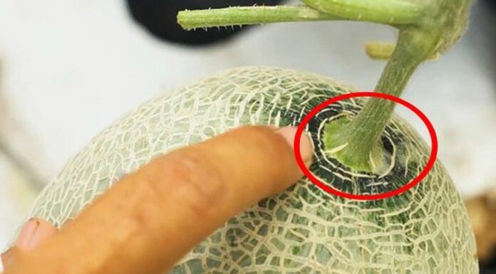 Taste Bud Bliss: The Secret to Picking the Perfect Honeydew Melon Lies in its Stem