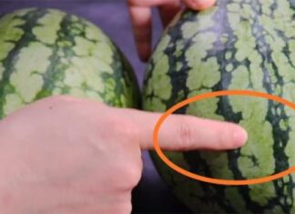 Is Watermelon Sweet or Not? One Glance is All You Need.