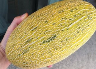 The Ultimate Guide to Choosing the Perfect Honeydew Melon: 5 Tips for Selecting Sweet and Juicy Melons Every Time