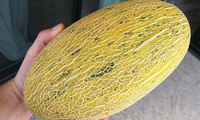 The Ultimate Guide to Choosing the Perfect Honeydew Melon: 5 Tips for Selecting Sweet and Juicy Melons Every Time