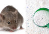 The Ultimate Guide to Mouse-Proofing Your Home