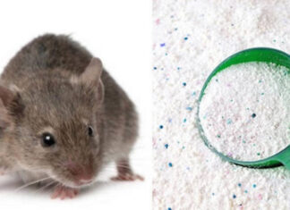 The Ultimate Guide to Mouse-Proofing Your Home