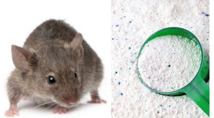 The Ultimate Guide to Mouse-Proofing Your Home