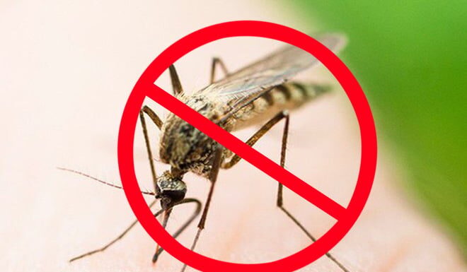 The Ultimate Guide to Mosquito Control: Keep Those Pesky Biters at Bay!