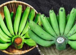 Is it Advisable to Combine Two Banana Bunches for Ancestral Worship?