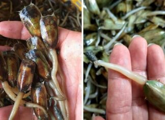 The Patience to Savour Stir-Fry Clam Soup – A Haiphong Delicacy