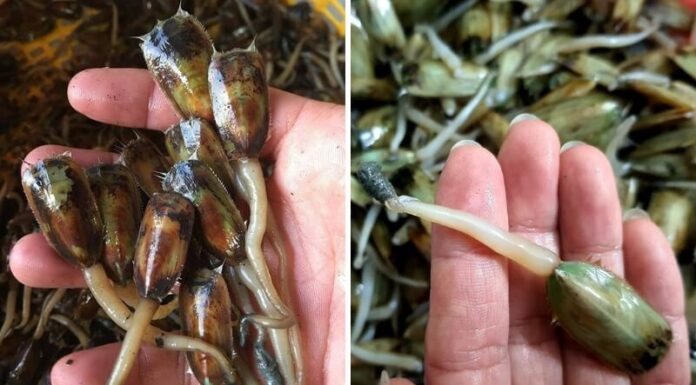 The Patience to Savour Stir-Fry Clam Soup – A Haiphong Delicacy