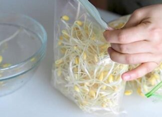 How to Keep Bean Sprouts Fresh, Crisp, and Free From Discoloration for Extended Storage