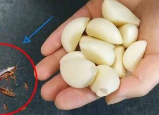 The Ultimate Roach Repellent: A Sprinkle in the Corner is All it Takes to Keep Them Away for Good