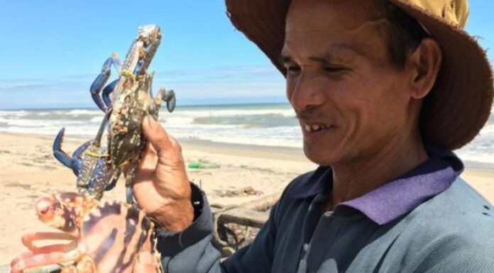 The Ultimate Guide to Buying Crab: Target This Spot for Sweet, Firm, and Fresh Meat