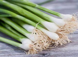 The Dangers of Green Onions: Foods to Avoid Pairing with this Vegetable
