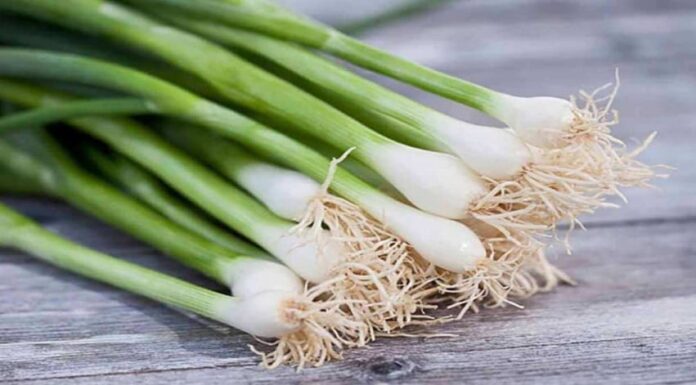 The Dangers of Green Onions: Foods to Avoid Pairing with this Vegetable
