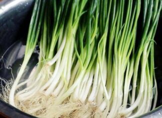 5 Amazing Tips to Keep Spring Onions Fresh and Crisp: A Simple Soak for Long-lasting Scallions