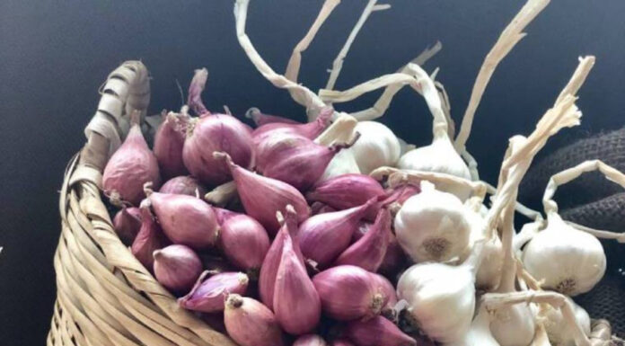 The Ultimate Guide to Storing Garlic: No Sprouts, No Softness, for Months