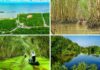 The Ultimate Guide to Exploring the Cà Mau Mangrove Forest