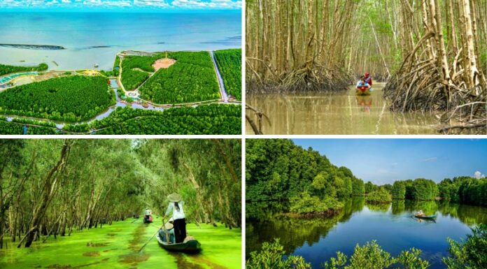 The Ultimate Guide to Exploring the Cà Mau Mangrove Forest