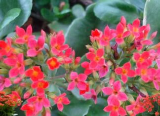 “The Benefits of Growing the Beautiful and Useful ‘Bỏng’ Flower.”