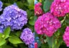 Why Are Hydrangeas Beautiful But Not Suitable for Indoor Planting?