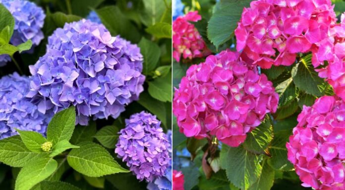 Why Are Hydrangeas Beautiful But Not Suitable for Indoor Planting?