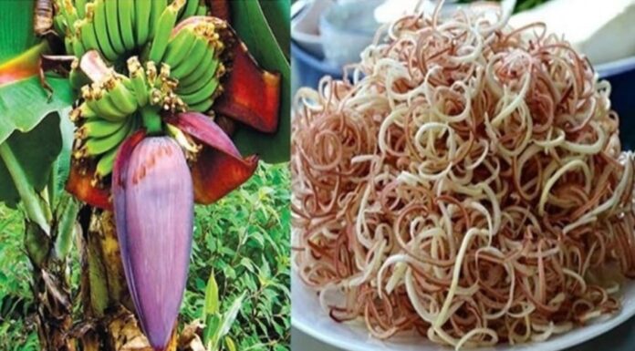 The Ultimate Flower: A Natural Remedy for Optimal Health