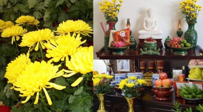 Why You Shouldn’t Plant Marigolds in the Front Yard?