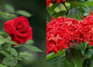 Awaken Prosperity: A Ritual with Six Flowers for a Fortunate Lunar New Year