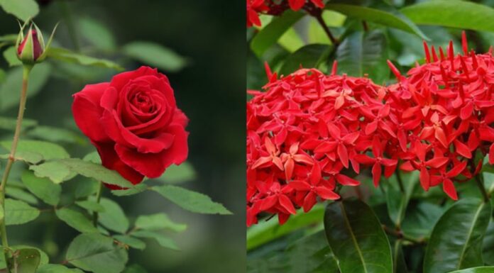 Awaken Prosperity: A Ritual with Six Flowers for a Fortunate Lunar New Year