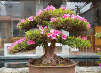 The Aristocratic Garden Feature: A Mesmerizing Lucky Plant that Brings Fortune to Your Home