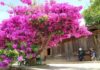 The Secret to a Thriving Bougainvillea: Unlocking Year-Round Blooms with These 3 Simple Tips