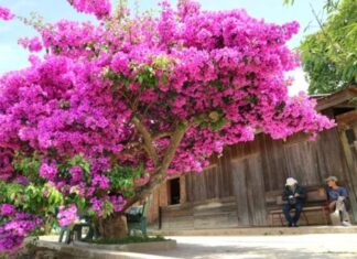 The Secret to a Thriving Bougainvillea: Unlocking Year-Round Blooms with These 3 Simple Tips
