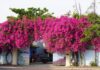 The Lucky Significance of Bougainvillea in Feng Shui. What Zodiac Signs and Ages Suit This Plant?
