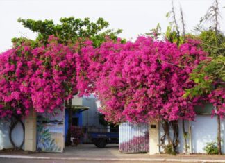 The Lucky Significance of Bougainvillea in Feng Shui. What Zodiac Signs and Ages Suit This Plant?
