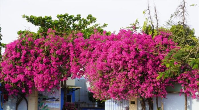 The Lucky Significance of Bougainvillea in Feng Shui. What Zodiac Signs and Ages Suit This Plant?